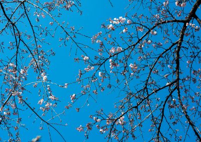 Fleurs de cerisier sur fond de ciel bleu.