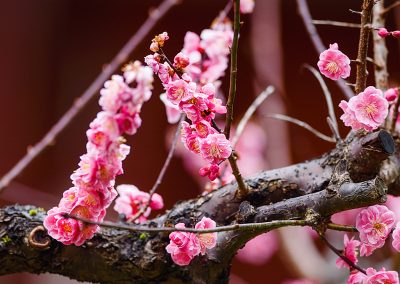 Une branche de cerisier ornée de fleurs rose vif.