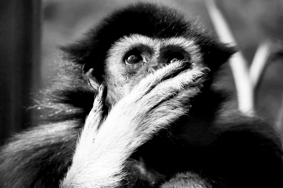 Photo d'un gibbon mettant sa main devant sa bouche.