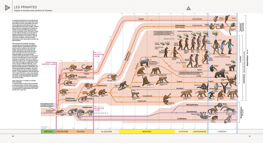 Planche illustrant l'évolution des primates, tirée de «L'Atlas des vertébrés: de leurs origines à nos jours»