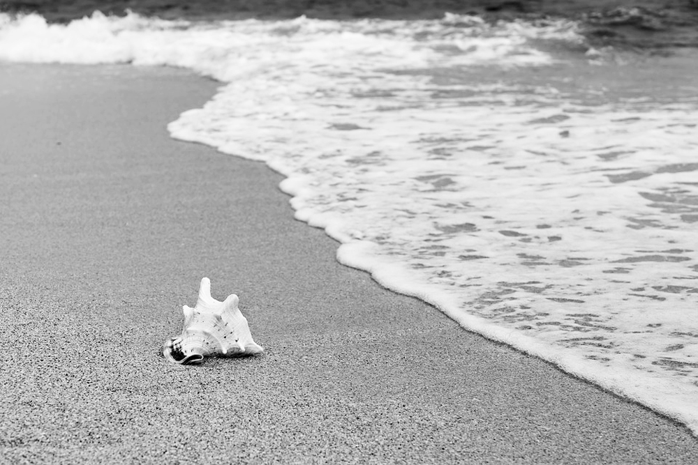 Coquillage sur une plage