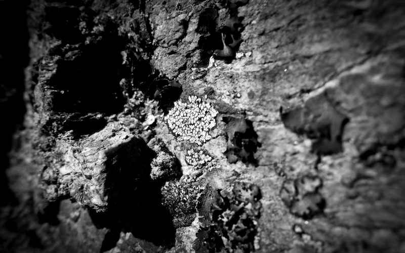 Lichens et roches: une étrange histoire d’amour