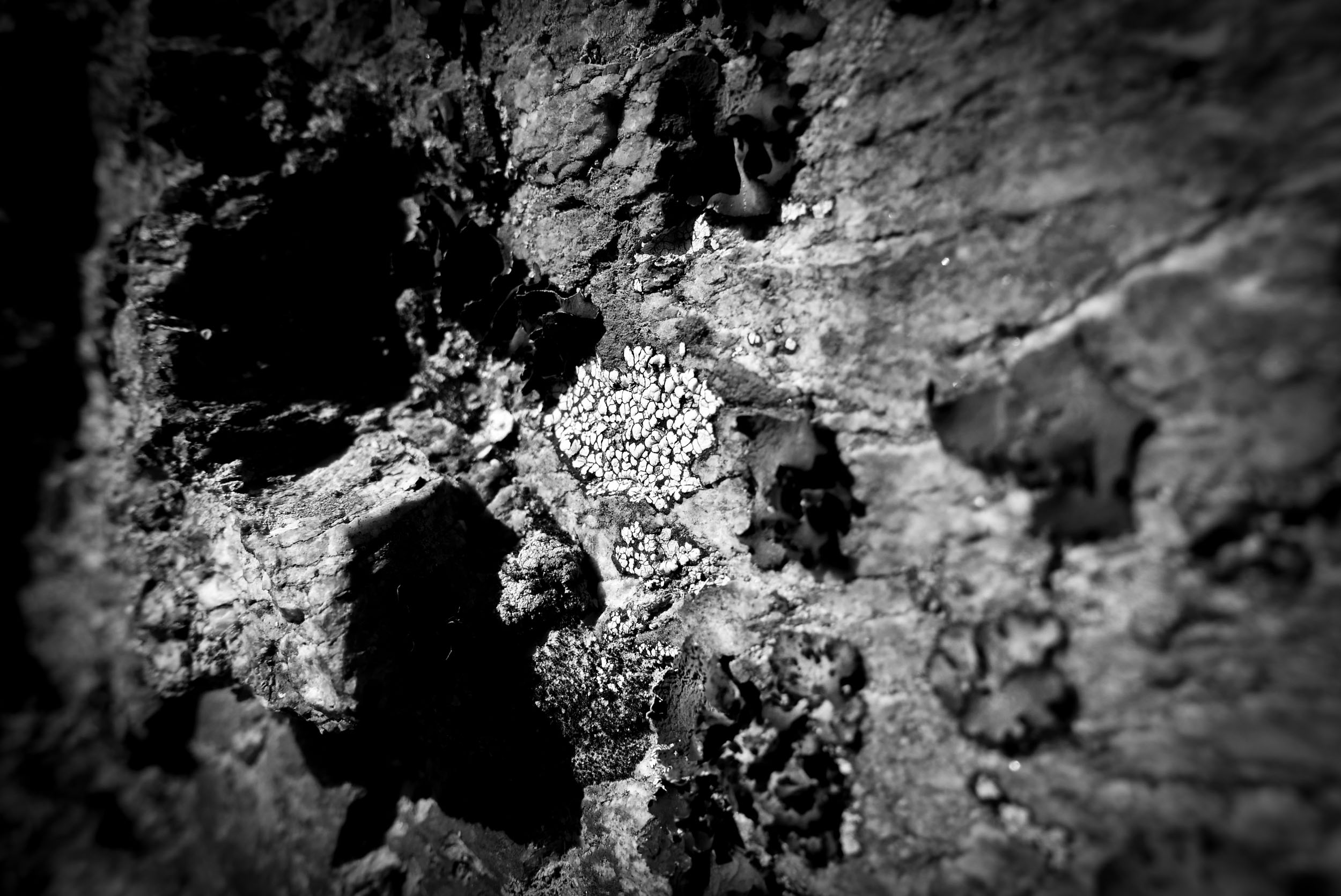 Photo noir / blanc de lichen de type rhizocarpon geographicum