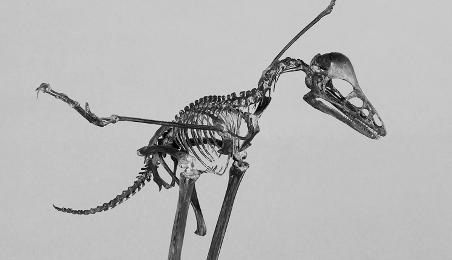 Squelette d'anchiornis