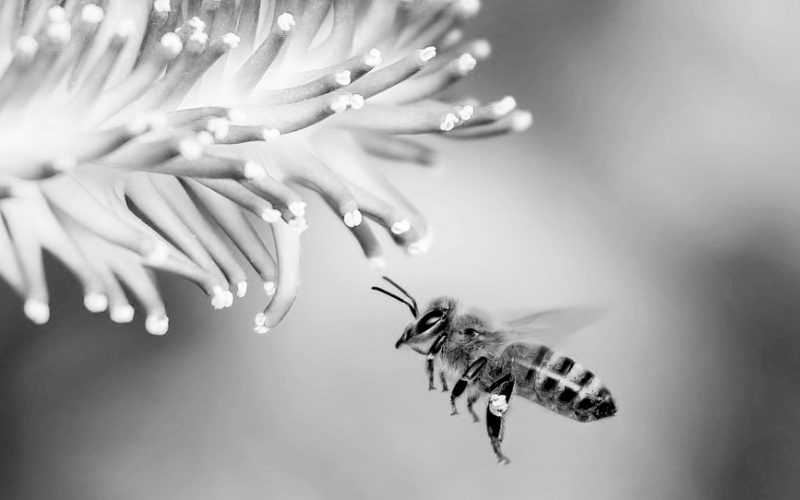 5 faits surprenants que vous ignorez (probablement) sur les abeilles