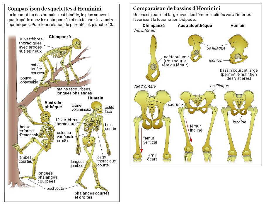 Comparaison de squelettes d’Hominini