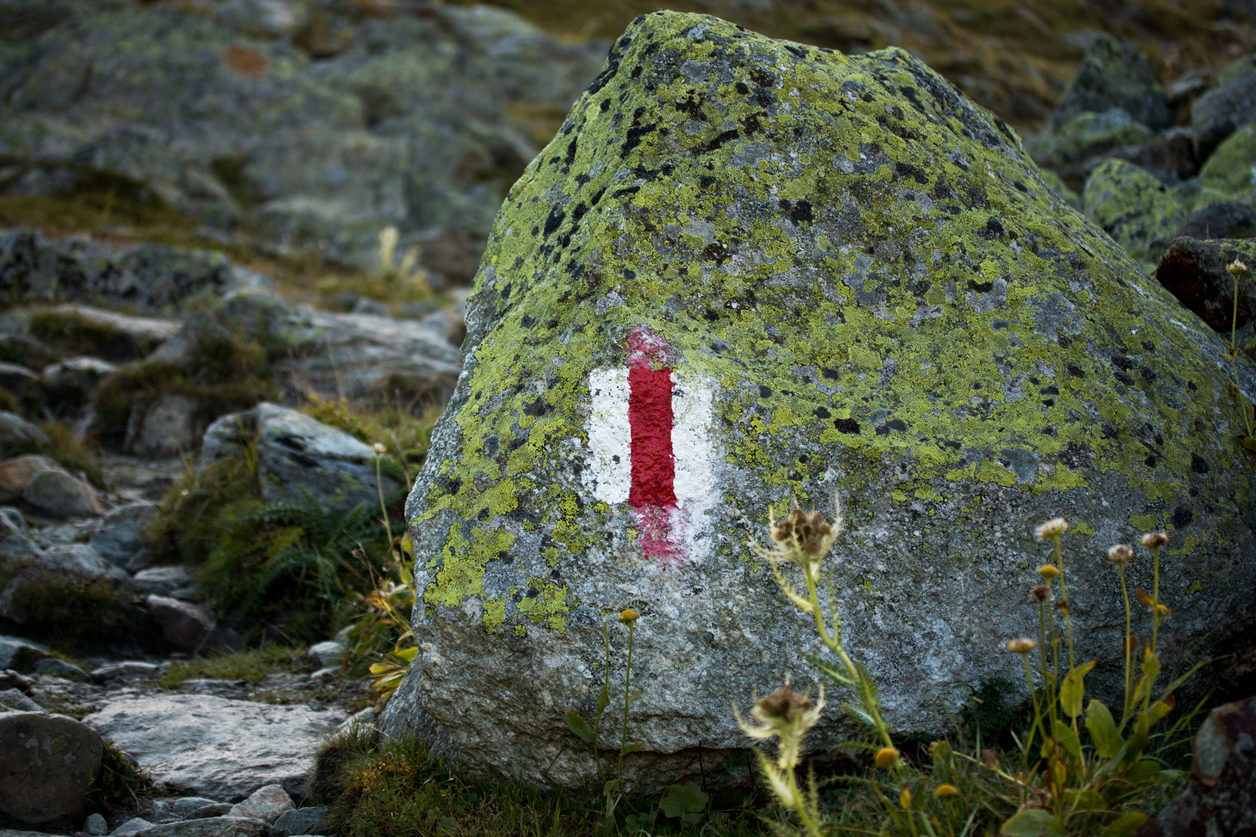 Photo d'un rocher de gneiss recouvert de lichen