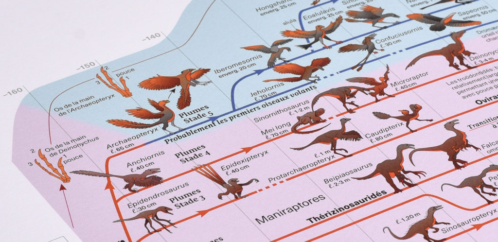 Détail de la planche 8 de l’Atlas des vertébrés présetnant le passage de dinosaure à oiseau.