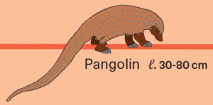 Illustration de pangolin
